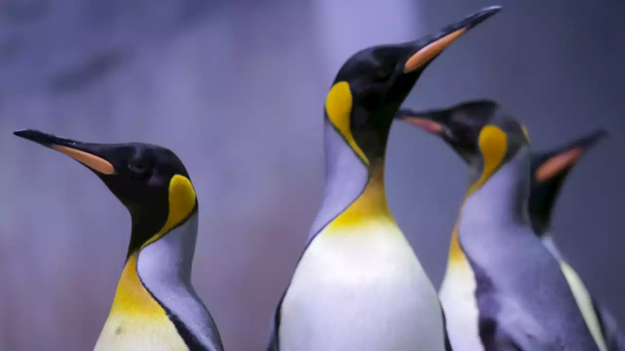 Emperor penguins at risk of extinction