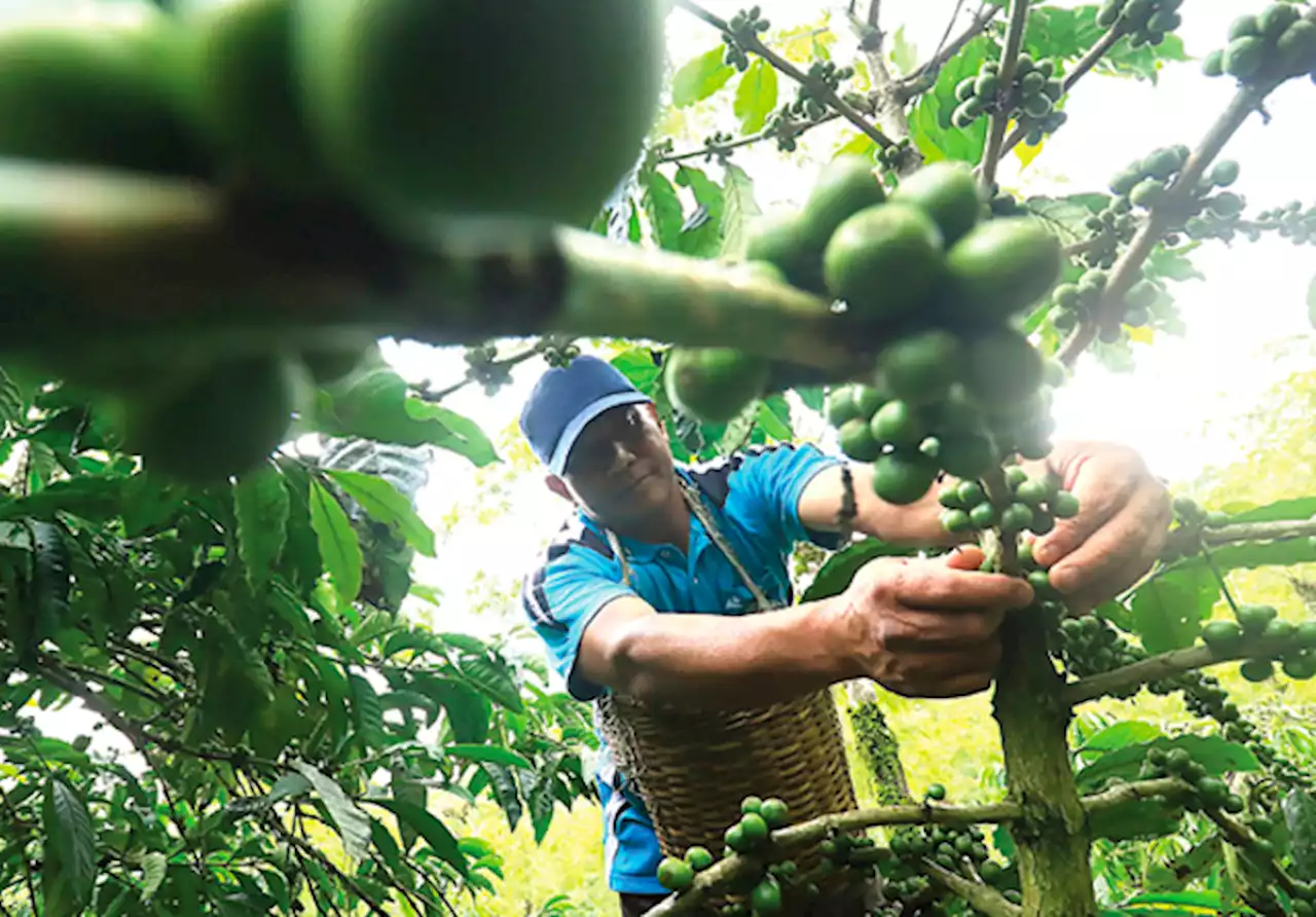 Menikmati Keindahan Alam sambil Belajar Meramu Kopi di Pasuruan