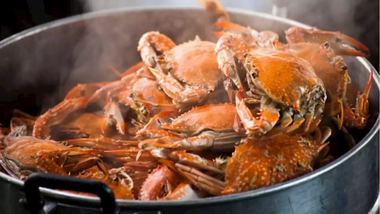 Texas Crab Festival celebrating 37 years of music, art and crabs