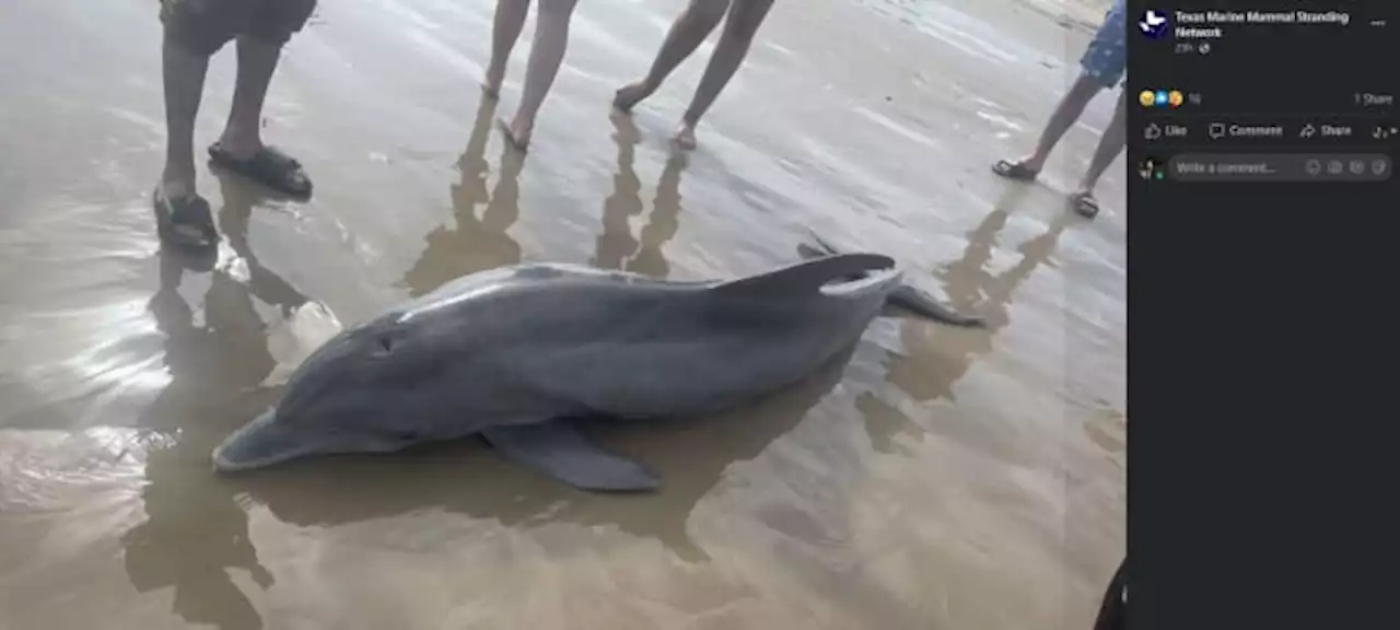 Federal agency offers $20K reward for tips after dolphin harassed on Texas beach dies