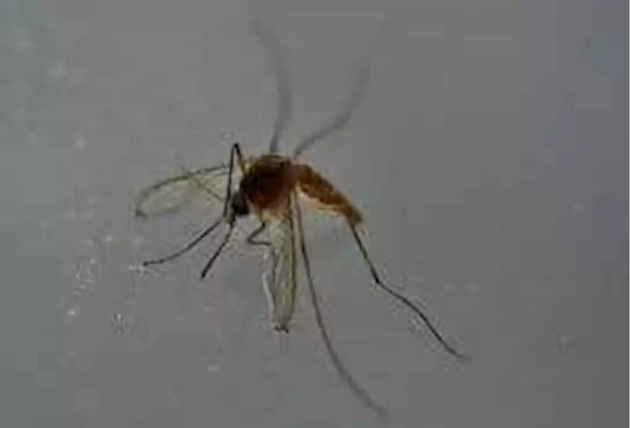 883 dengue cases recorded in Cordillera in first quarter of 2022