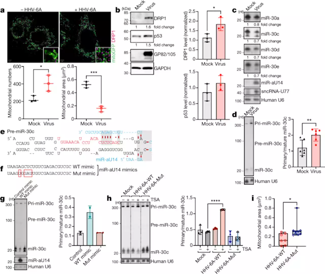 Selective inhibition of miRNA processing by a herpesvirus-encoded miRNA - Nature