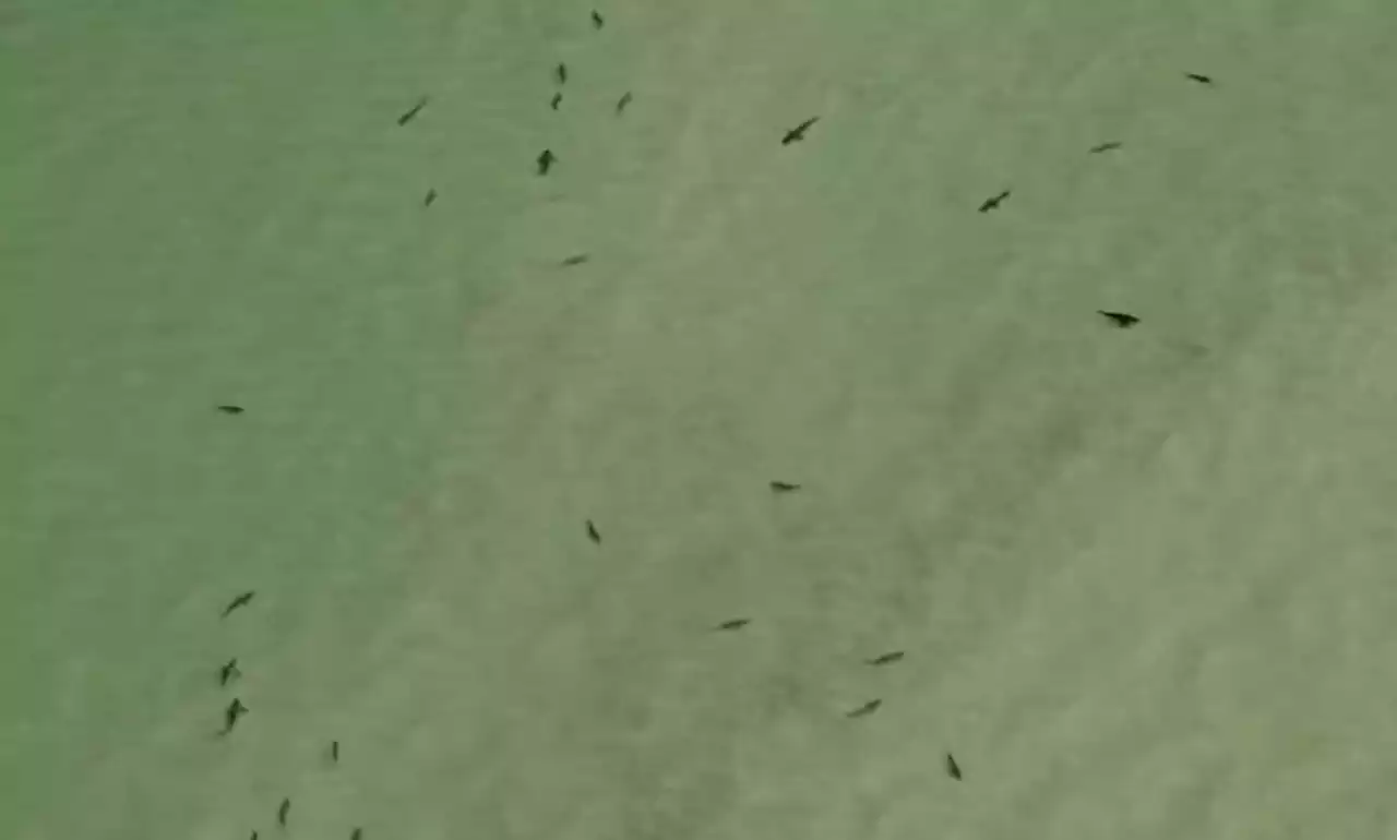 Video Shows Shark-Infested Waters Off Florida Beach on Gulf Coast