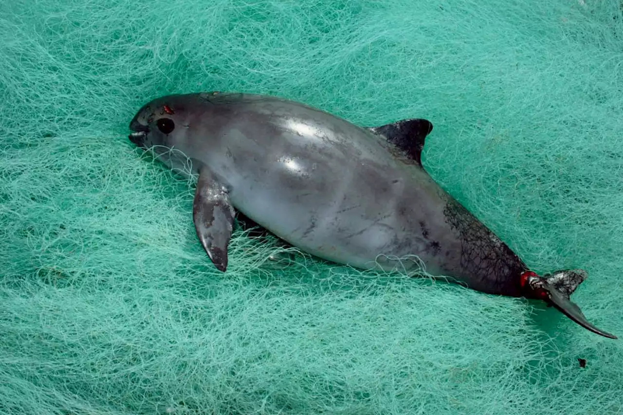 Vaquitas could breed their way back from the brink of extinction