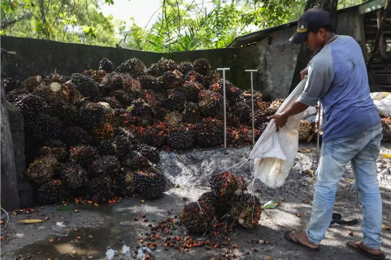 Larangan Ekspor Sawit Mulai Berdampak Kepada Petani |Republika Online