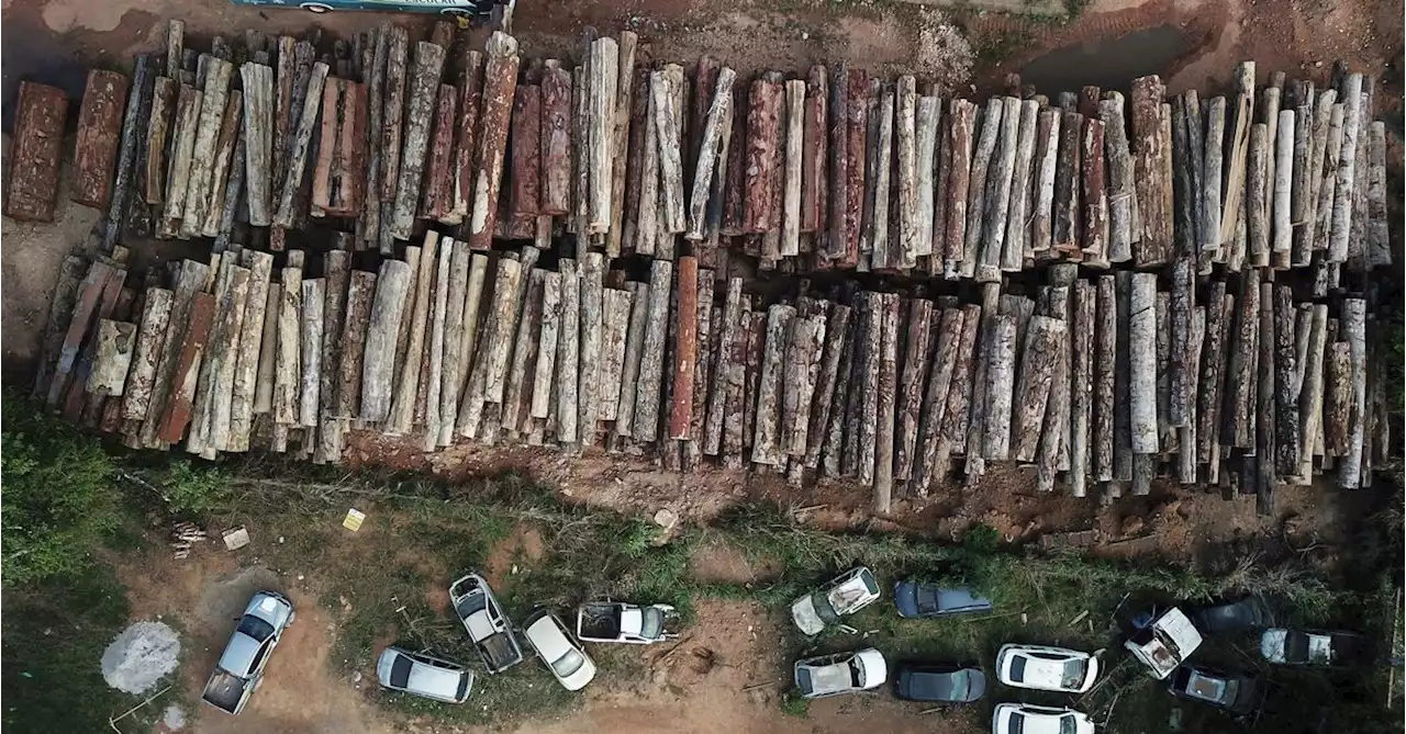 Brazil's Amazon deforestation hits April record, nearly double previous peak