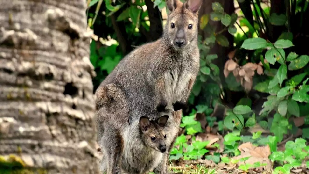 Bioparco, c’è una mamma in più: nato un canguro di Bennett