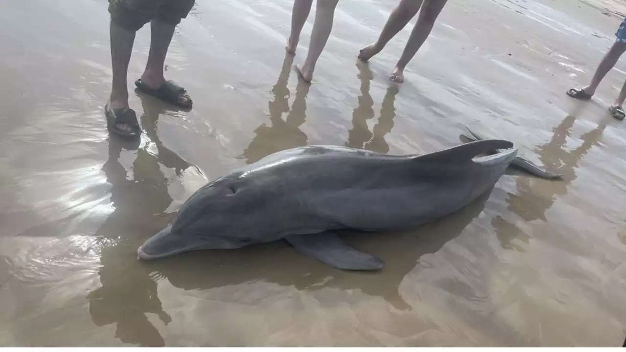 $20,000 reward offered for tips on sick dolphin harassment