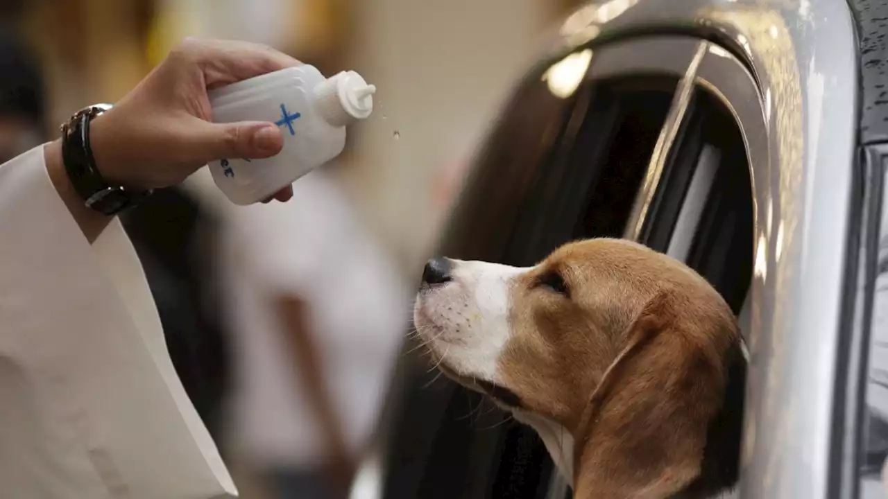 Typisch deutsch: Hunde in der Kirche