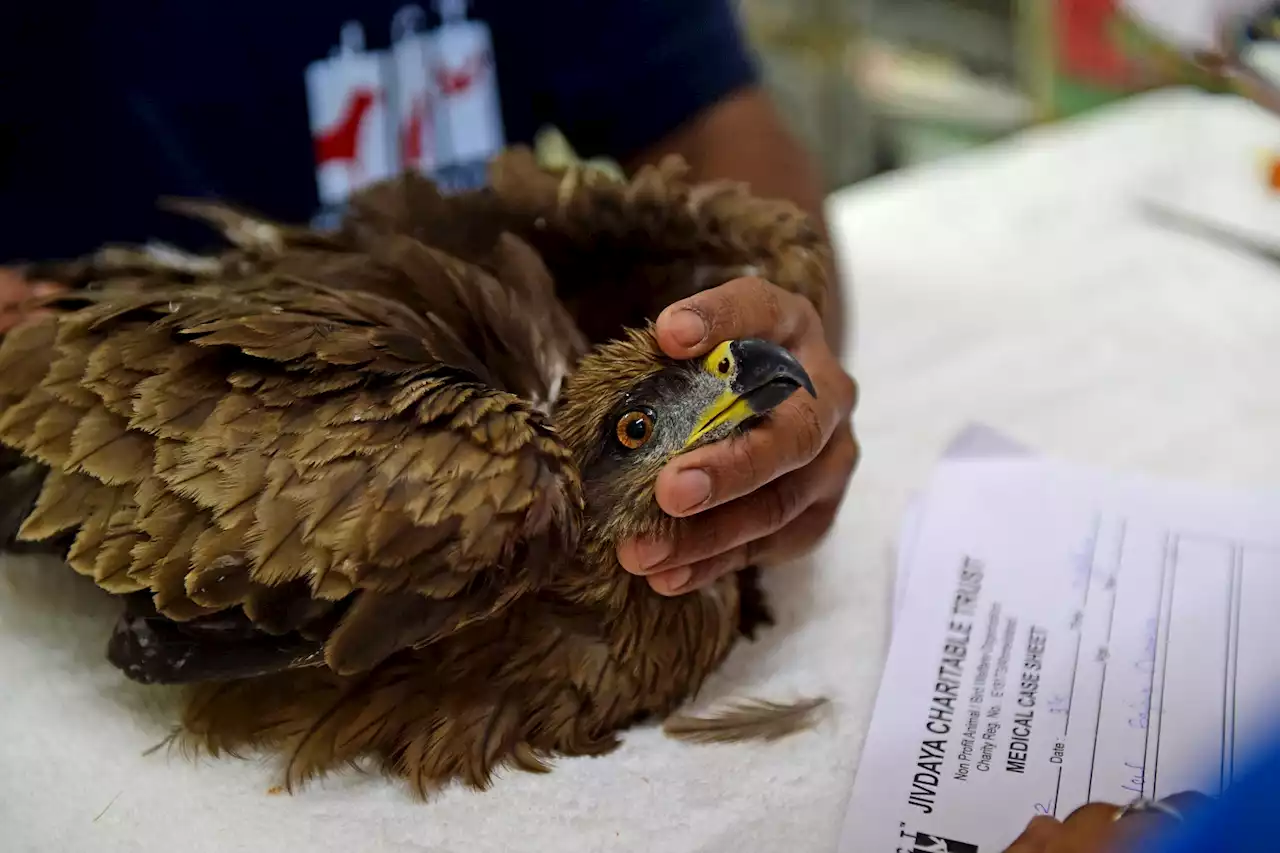 Thirsty birds struggle to survive in scorching Indian heat