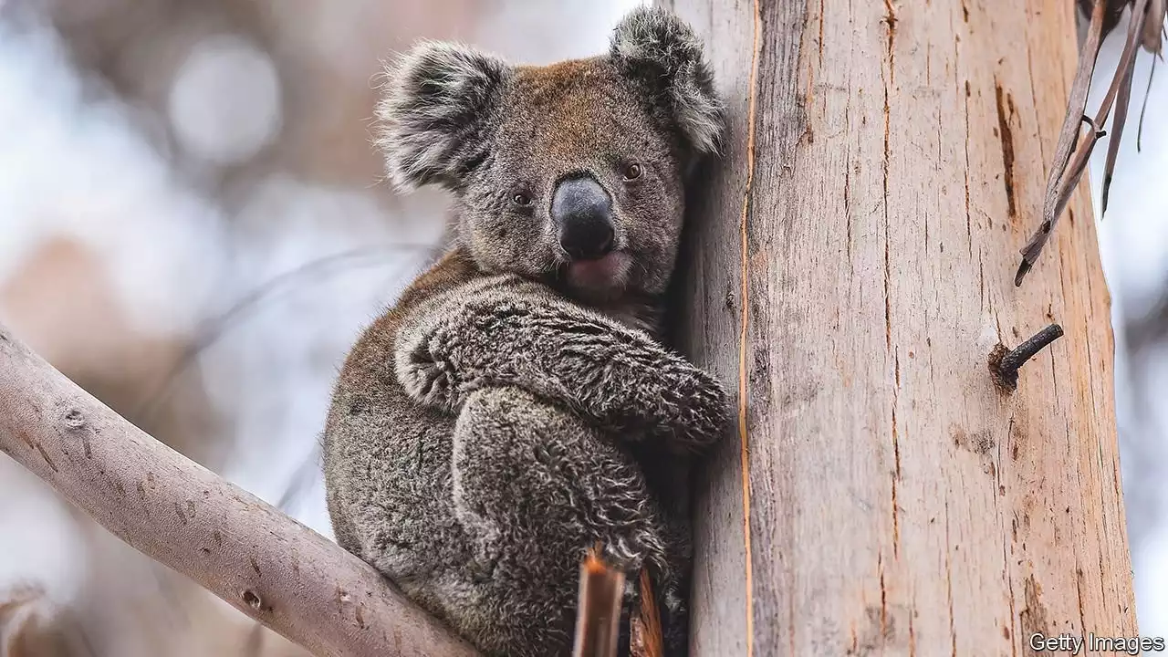 Australian scientists are jabbing koalas against chlamydia