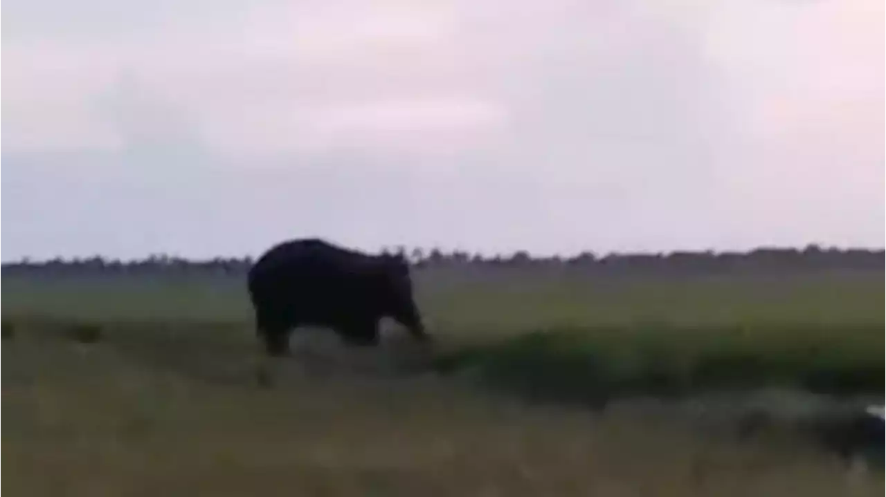 15 Ekor Gajah Liar Ngamuk dan Rusak Sawah Warga