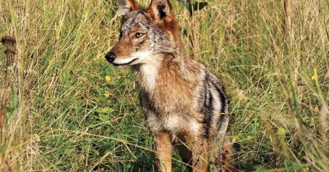 Family takes in coyote, mistaking it for a puppy