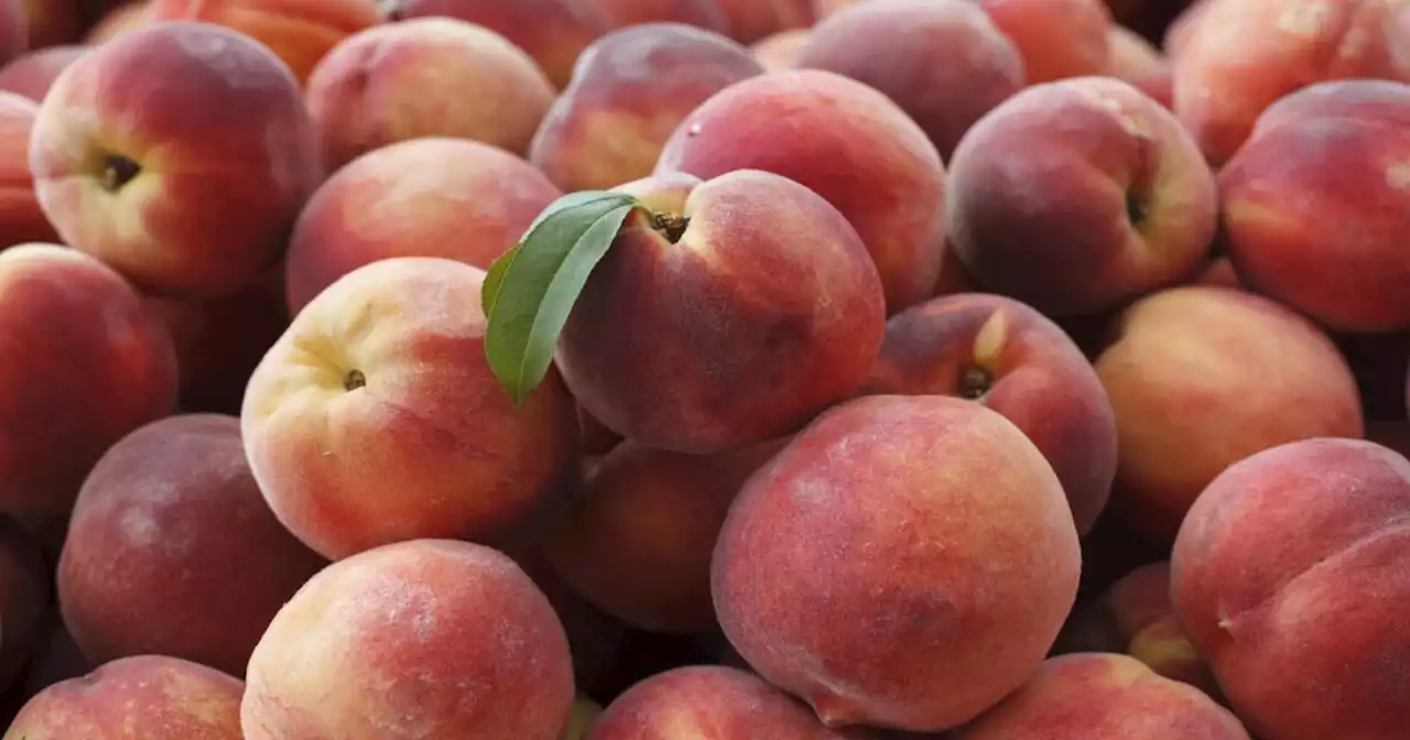 The Peach Truck returns to central Indiana in 2022 summer tour