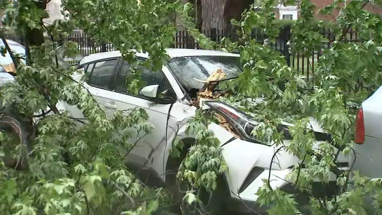 Strong winds knock trees down across Philadelphia; unusual May weather has neighbors on notice