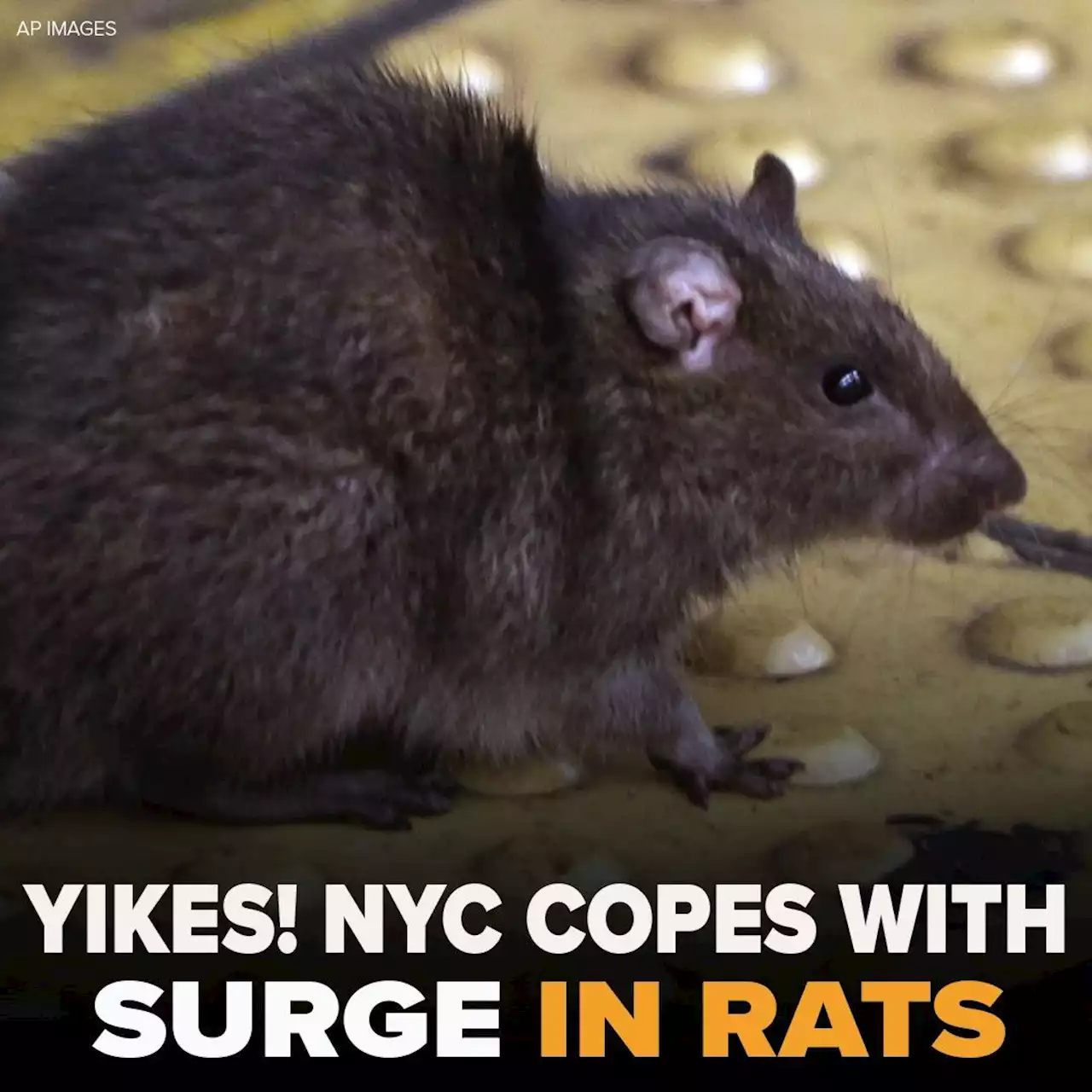 New Yorkers have called in some 7,400 rat sightings this year, up from pre-pandemic levels