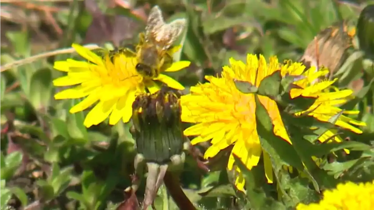 ‘No Mow May’ puts lawnmowers on pause to help bees