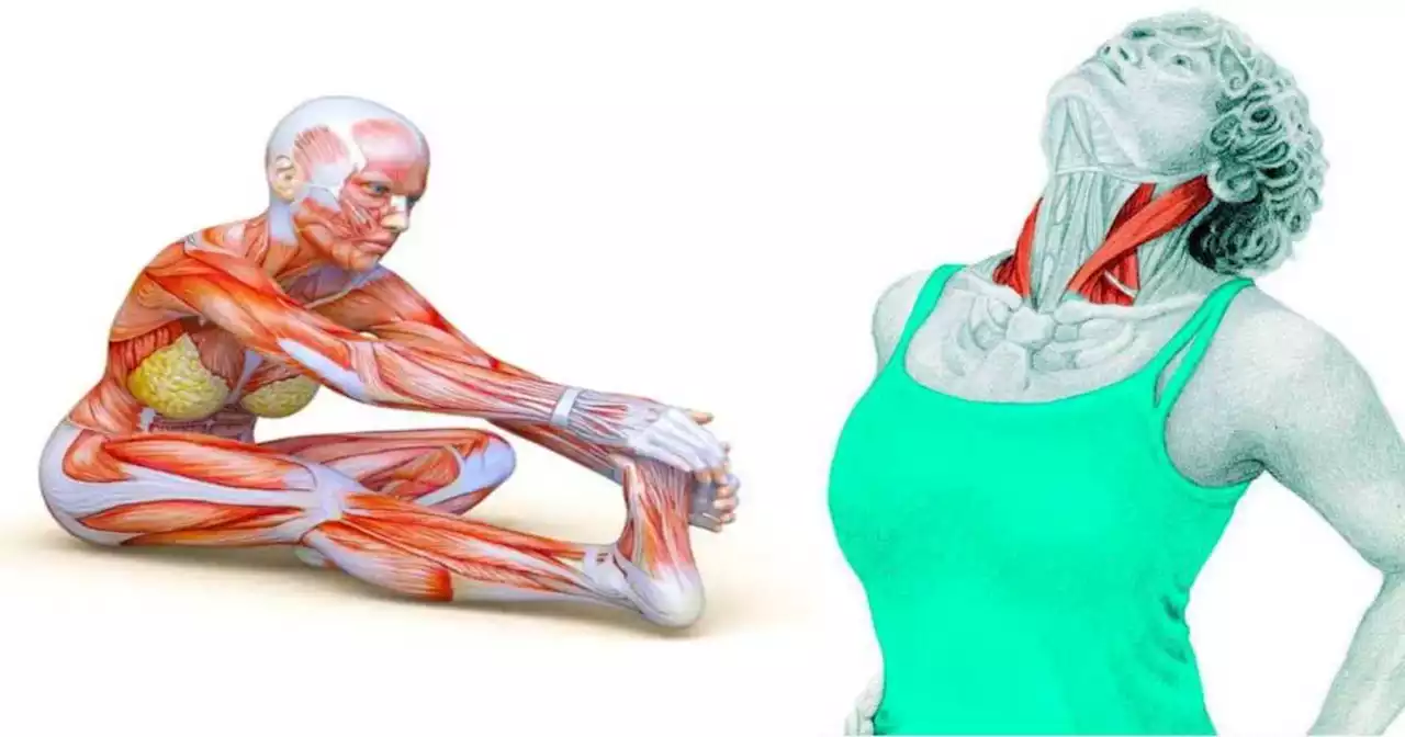 50 stretching exercises that effectively stretch the muscles of the whole body