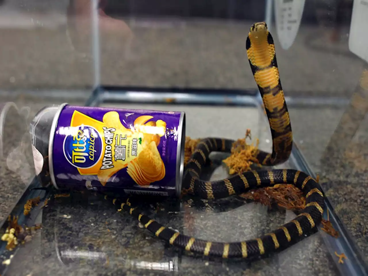 One-fifth of reptiles worldwide face extinction | Associated Press