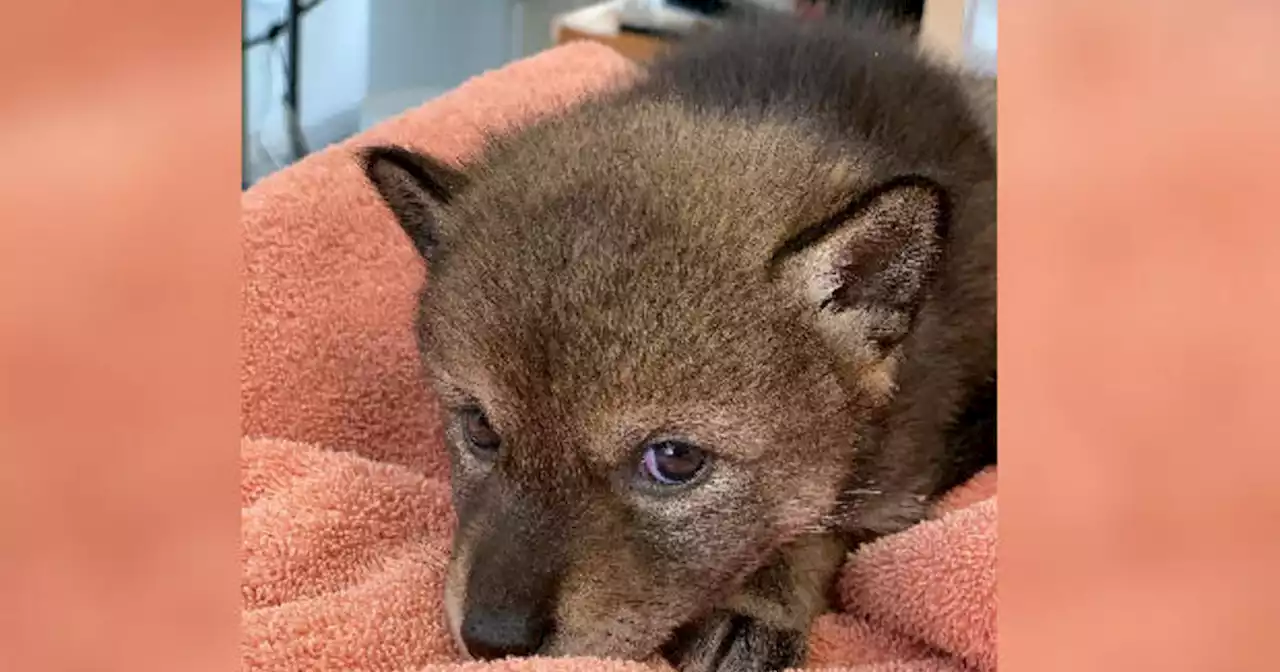 A Massachusetts family brought home what looked like a lost puppy. It was a baby coyote.