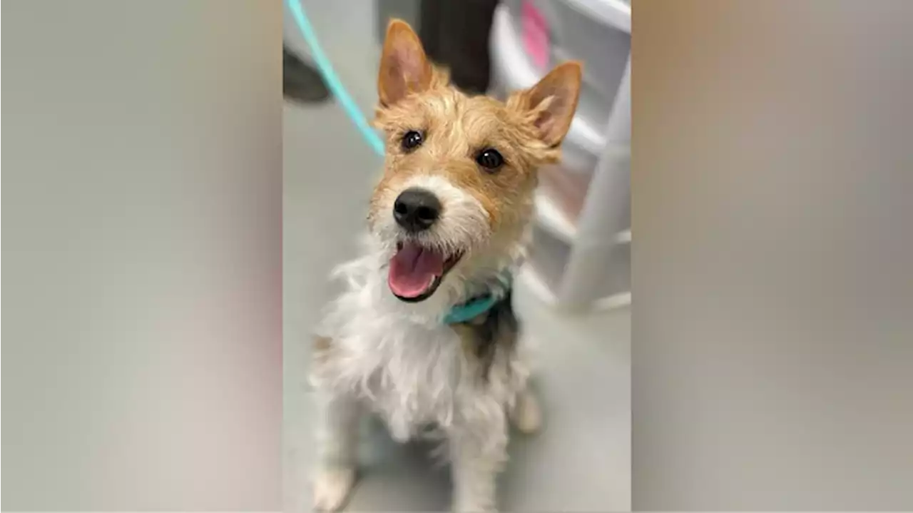 Dog gets 2nd chance at adoption after family saves him from meat market