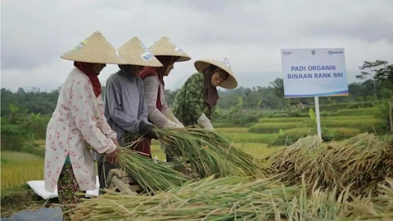 Pembiayaan Ultra Mikro Selamatkan Petani Dari Rentenir