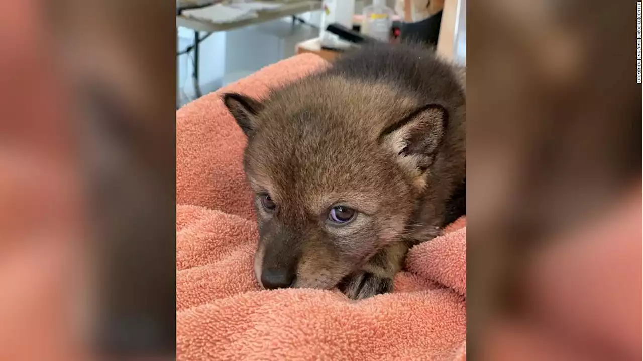 A Massachusetts family thought they rescued a stray puppy. It turned out to be a coyote