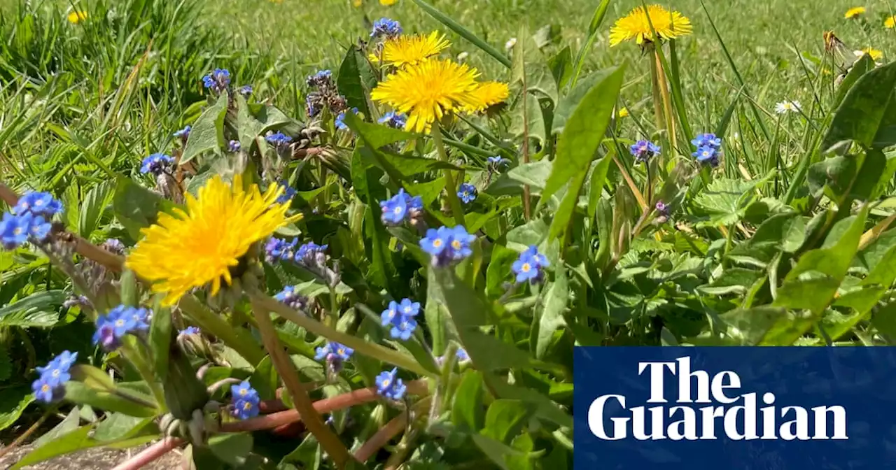 No Mow May: show us your wilder garden lawns