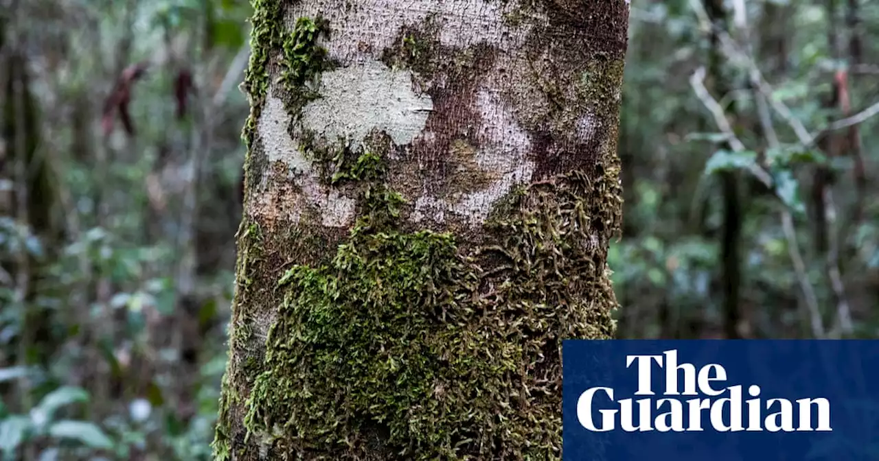 Endangered tree seedlings planted in secret locations on NSW north coast