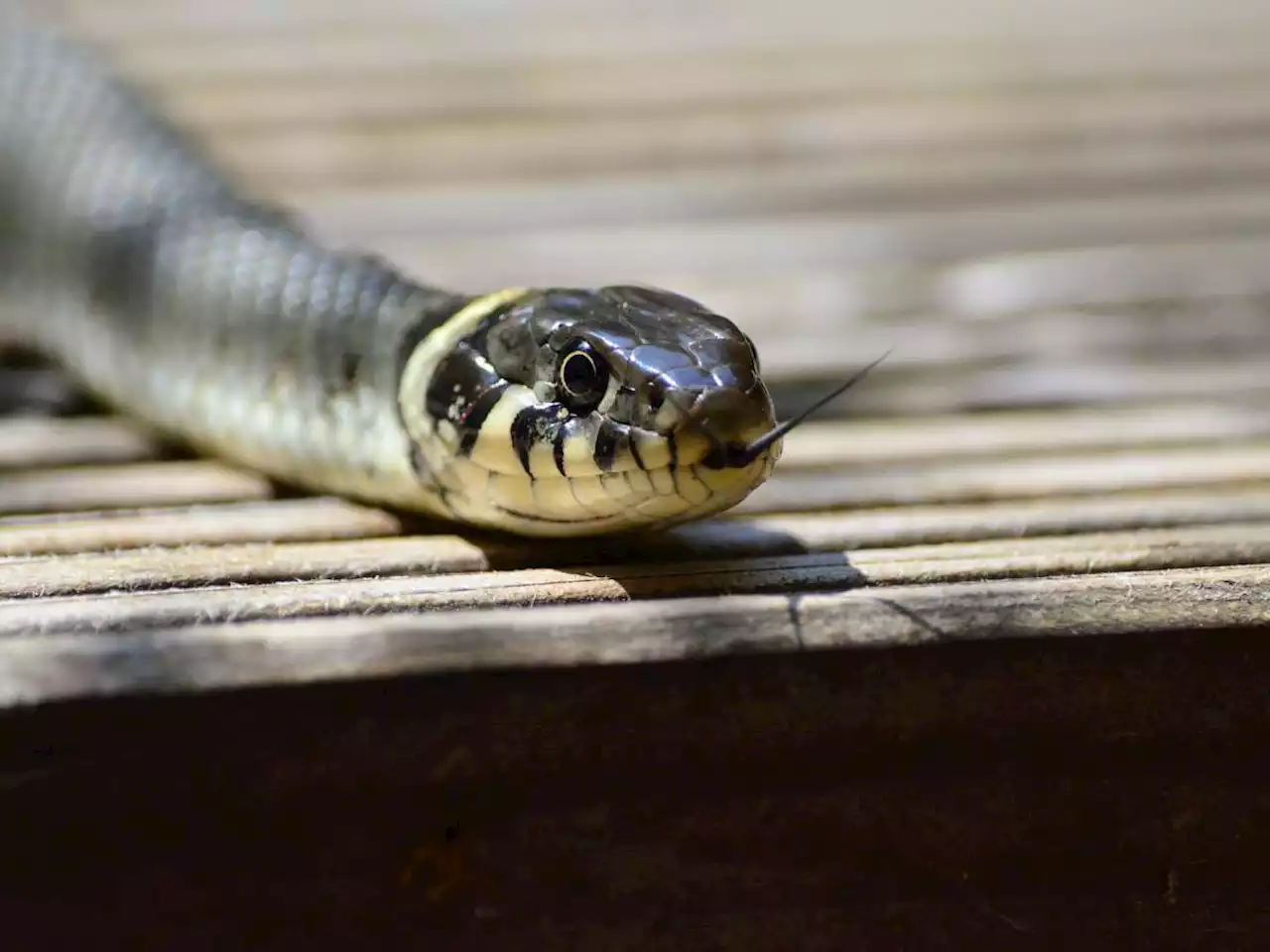 Morde una focaccia e trova pelle di serpente