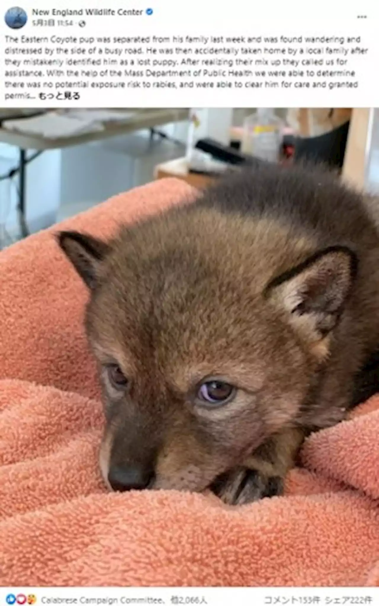 【海外発！Breaking News】道路脇で弱っていた子犬、保護するため連れて帰ったら「コヨーテだった」（米） - トピックス｜Infoseekニュース