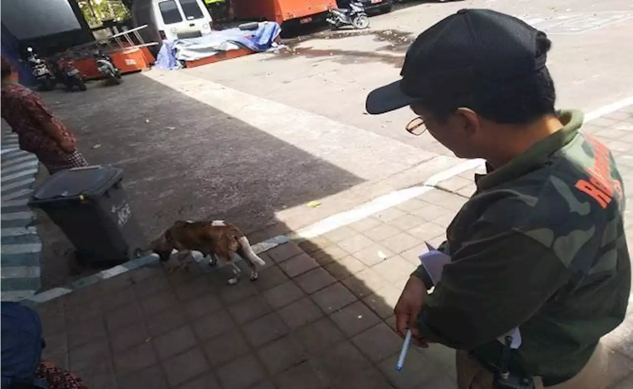 Hingga April, Karangasem Catat 41 Kasus Gigitan Anjing Rabies