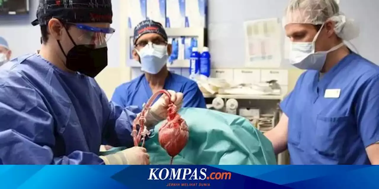 Dugaan Penyebab Kematian Pasien Transplantasi Jantung Babi, Ahli Jelaskan