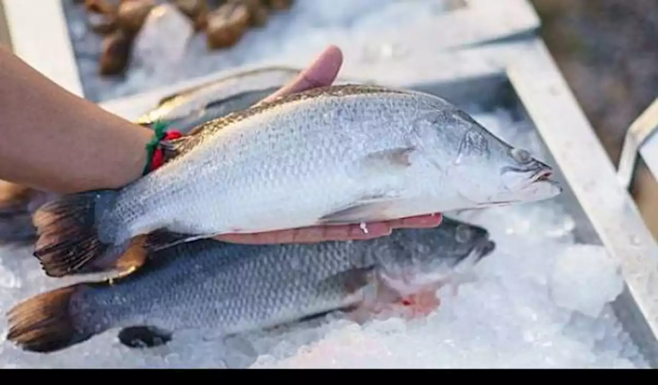 Hati-Hati! 2 Bagian Ikan Ini Ternyata Bahaya bila Dimakan, Ketahui sebelum Terlambat