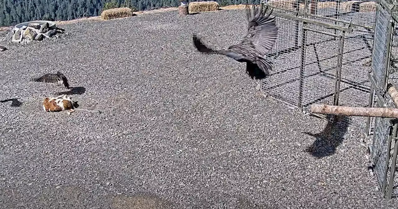 After a century absence, California condors are returned to North Coast redwoods