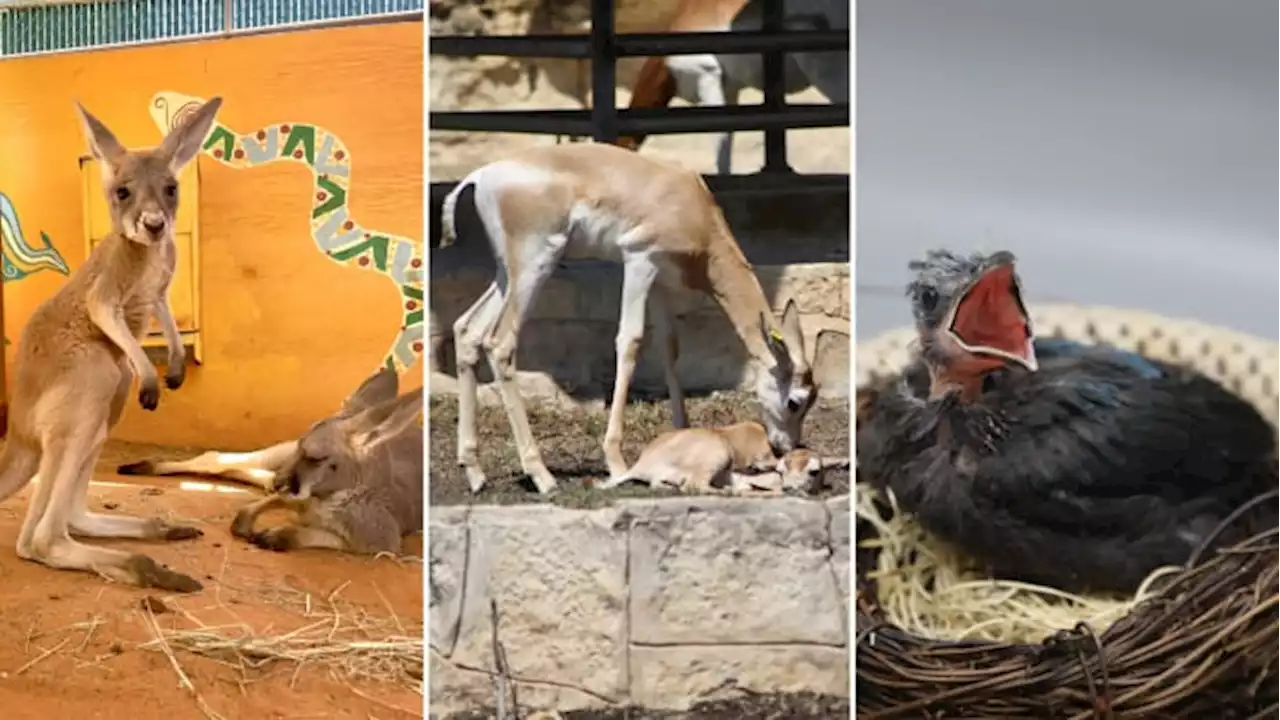 Baby boom! Dozens of babies join the herd at San Antonio Zoo in time for Mother’s Day