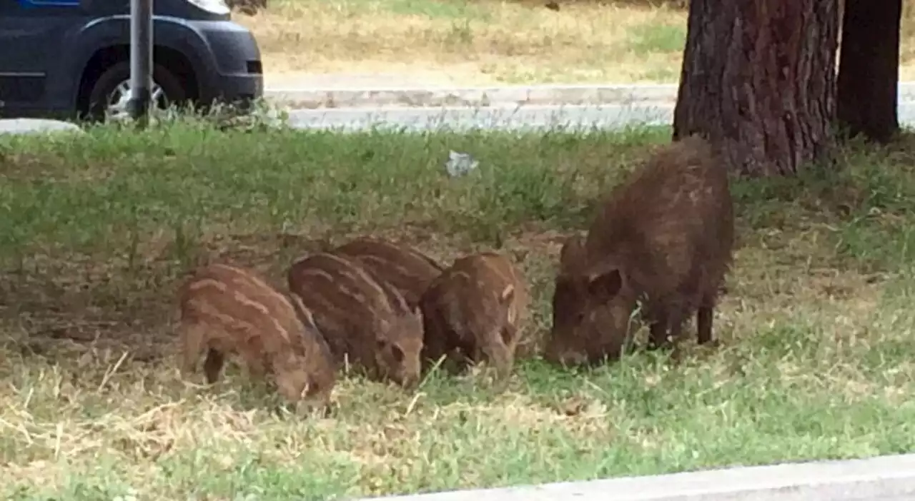 Peste suina, a Roma scatta la zona rossa anti cinghiali: «Vietati pic-nic, cassonetti recintati»