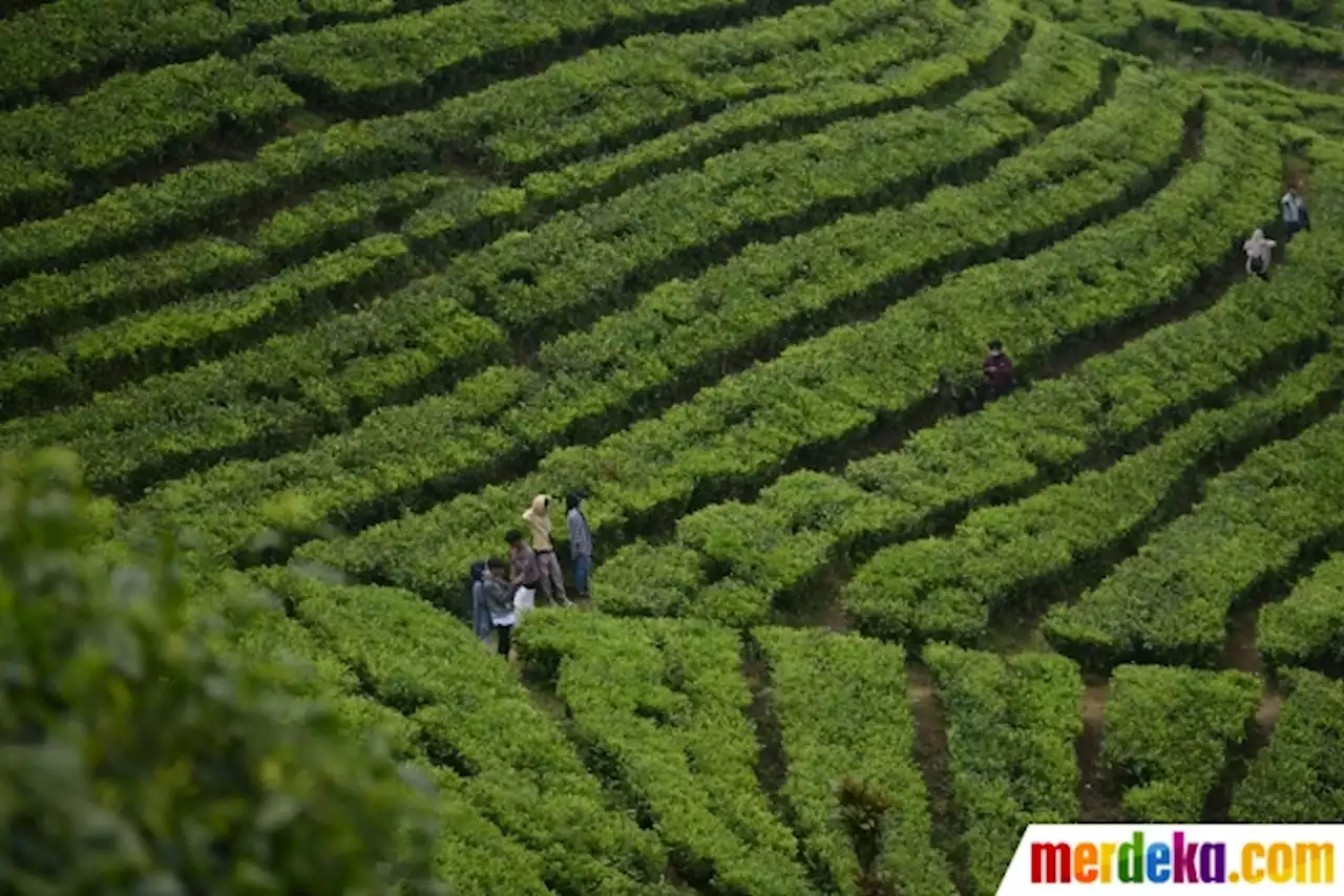 Foto : Mengisi Libur Lebaran di Perkebunan Teh Puncak | merdeka.com