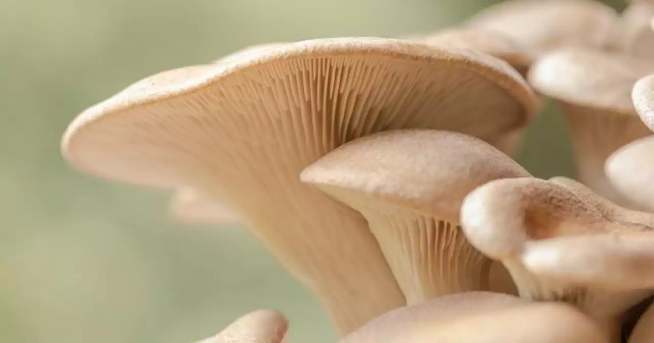 8 Mushroom Grow Kits That Make It Easy To Forage Your Own Kitchen