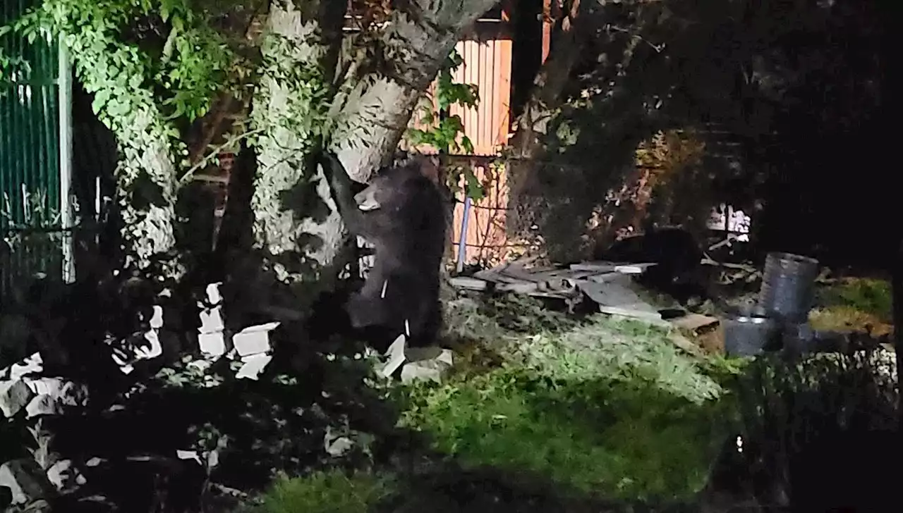 Caught on Cam: Delco Bear Captured in Yard After Daylong Search