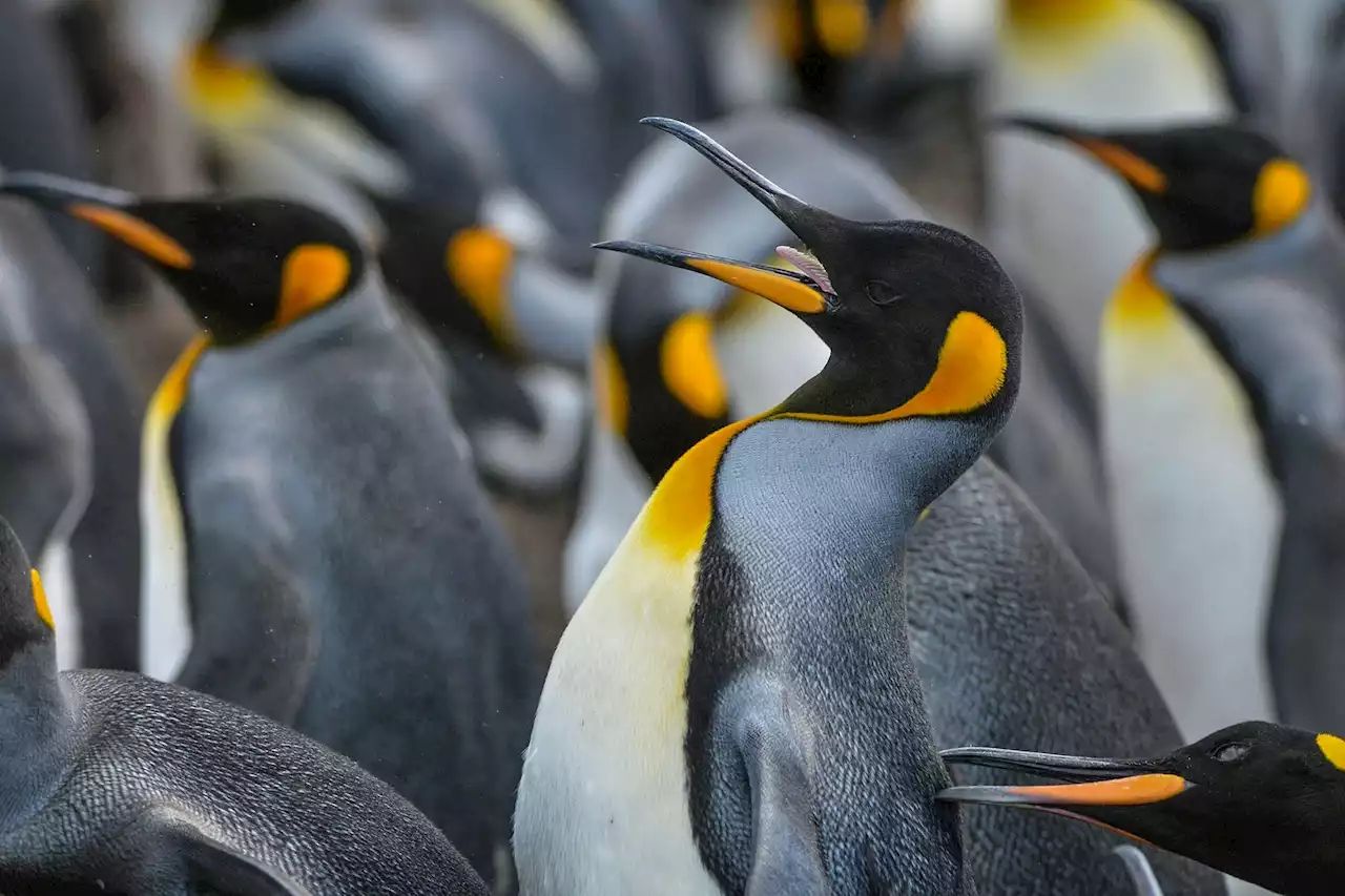 Emperor penguins at risk of extinction, experts say