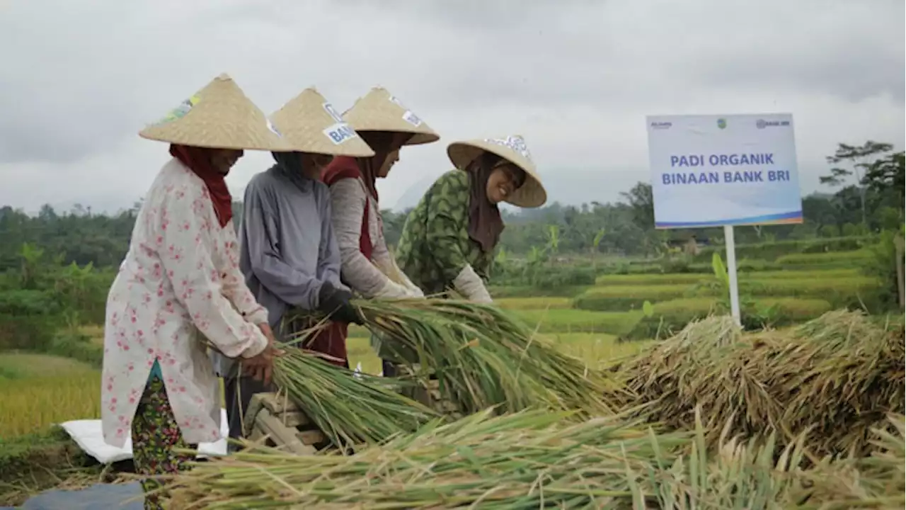 Kisah Petani Lepas dari Jeratan Rentenir Berkat Akses Modal Ultra Mikro