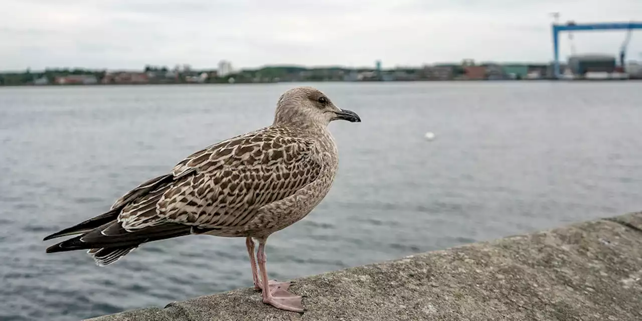 Porträt der Landeshauptstadt Kiel: Unsichere Seele