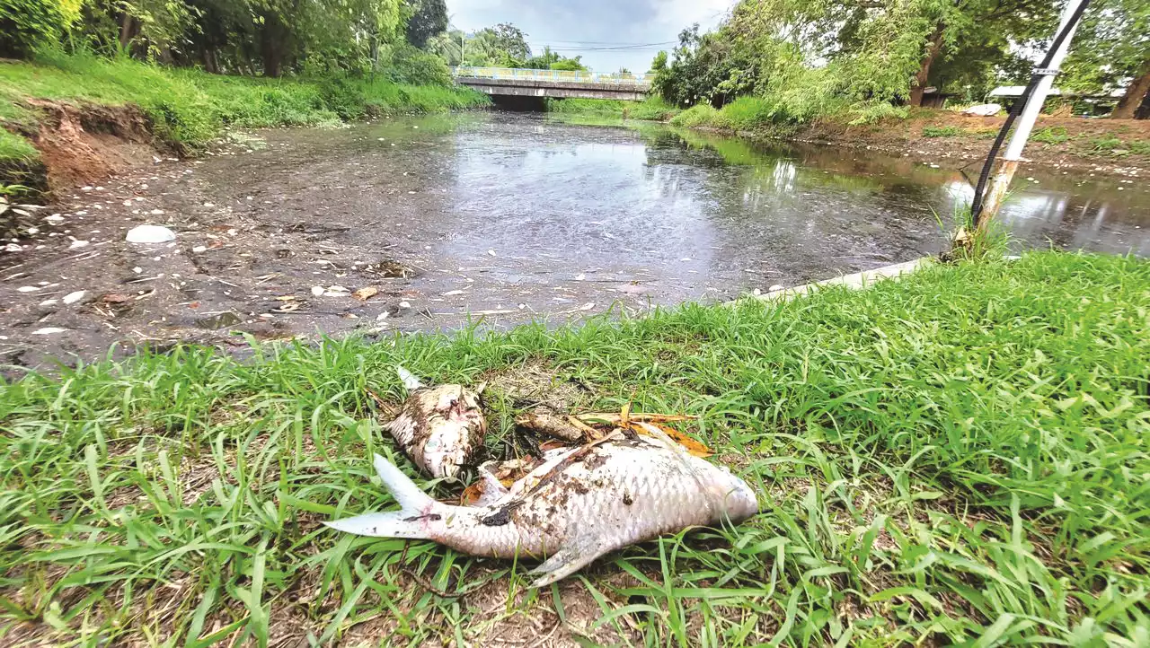 Sungai Ngulang jadi hitam, ratusan ikan mati