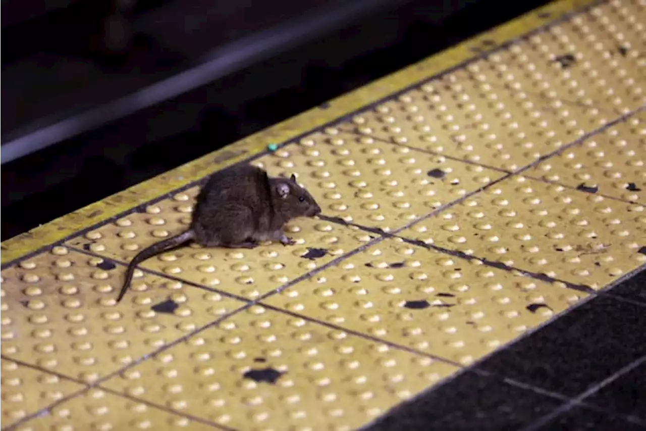 Oh, rats! As New Yorkers emerge from pandemic, so do rodents