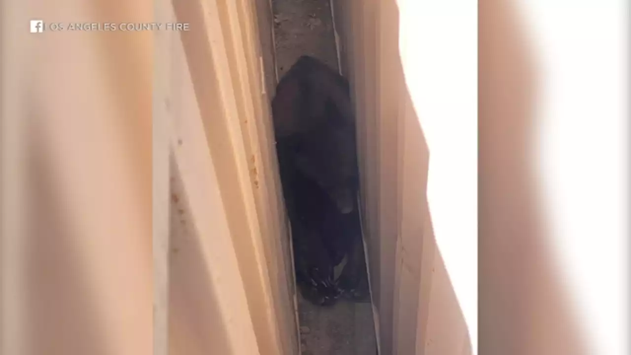 Bear rescued after getting stuck between 2 trailers at Six Flags Magic Mountain