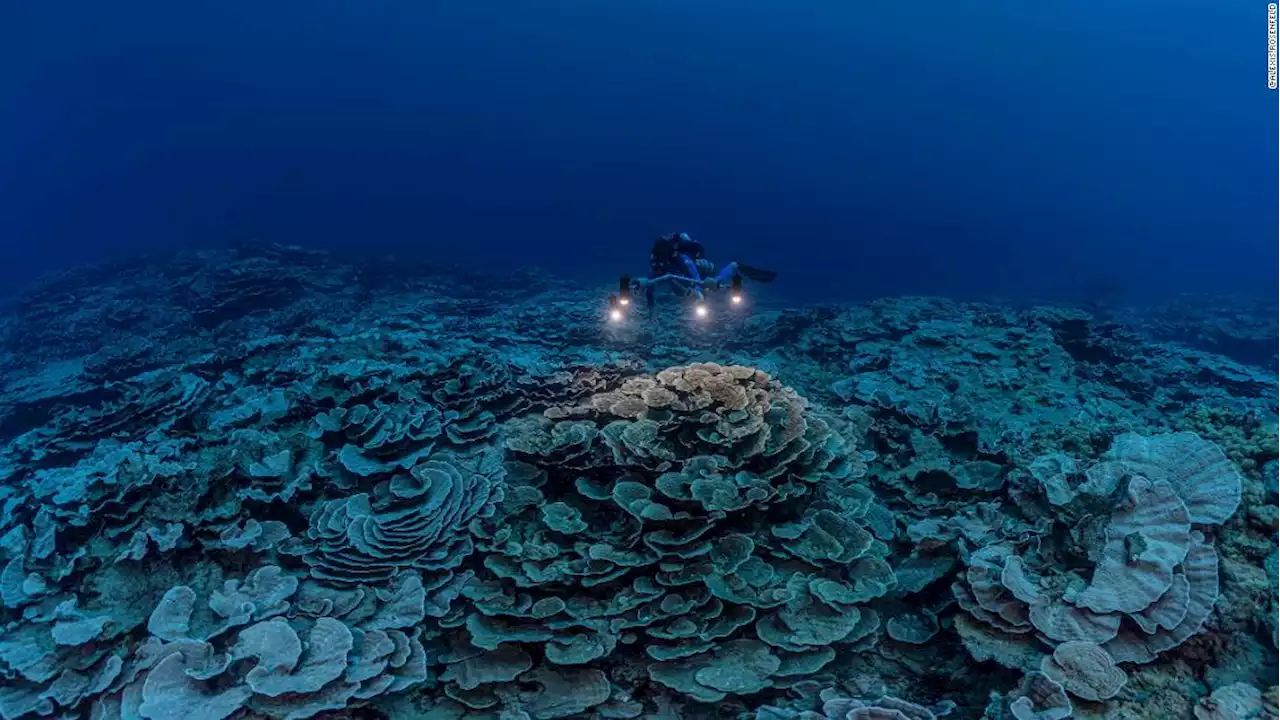 A chemical found in sunscreen may be killing coral reefs