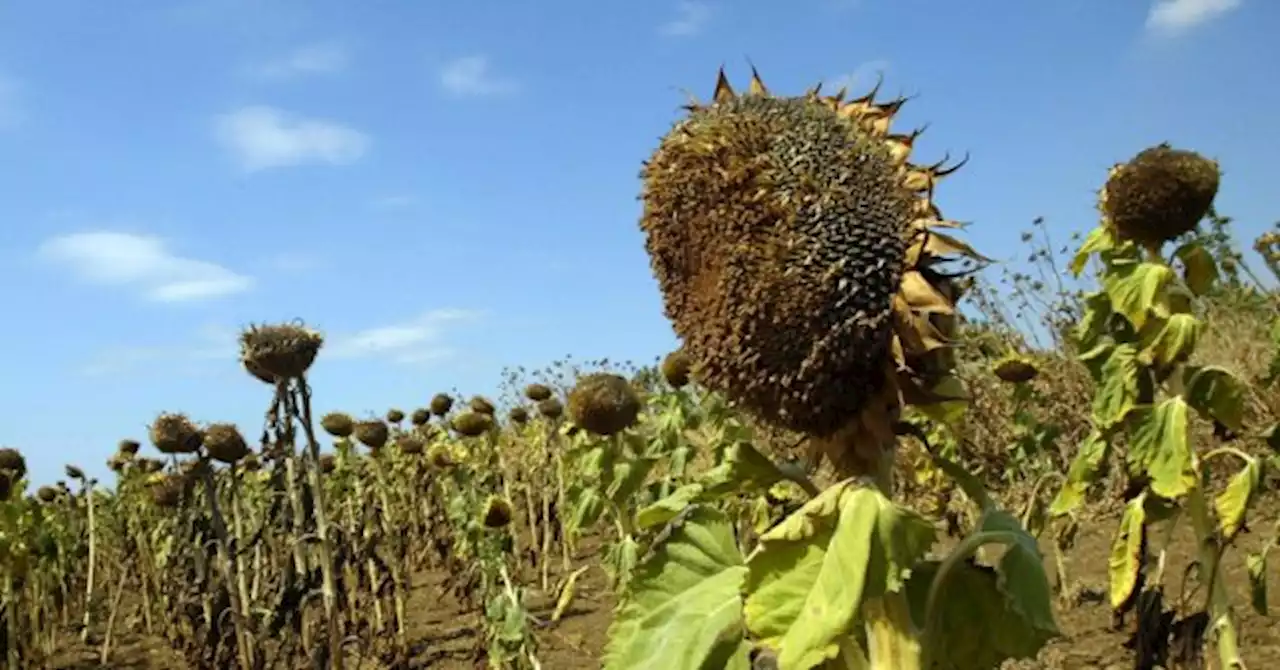 Global Food Crisis: Farmers Warn of Crop Failure Over Lack of Rainfall