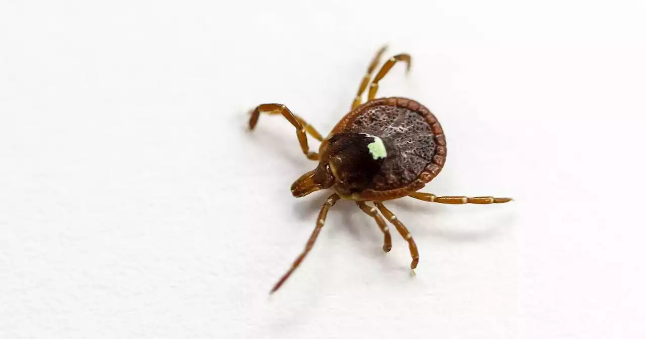 How to protect yourself from ticks