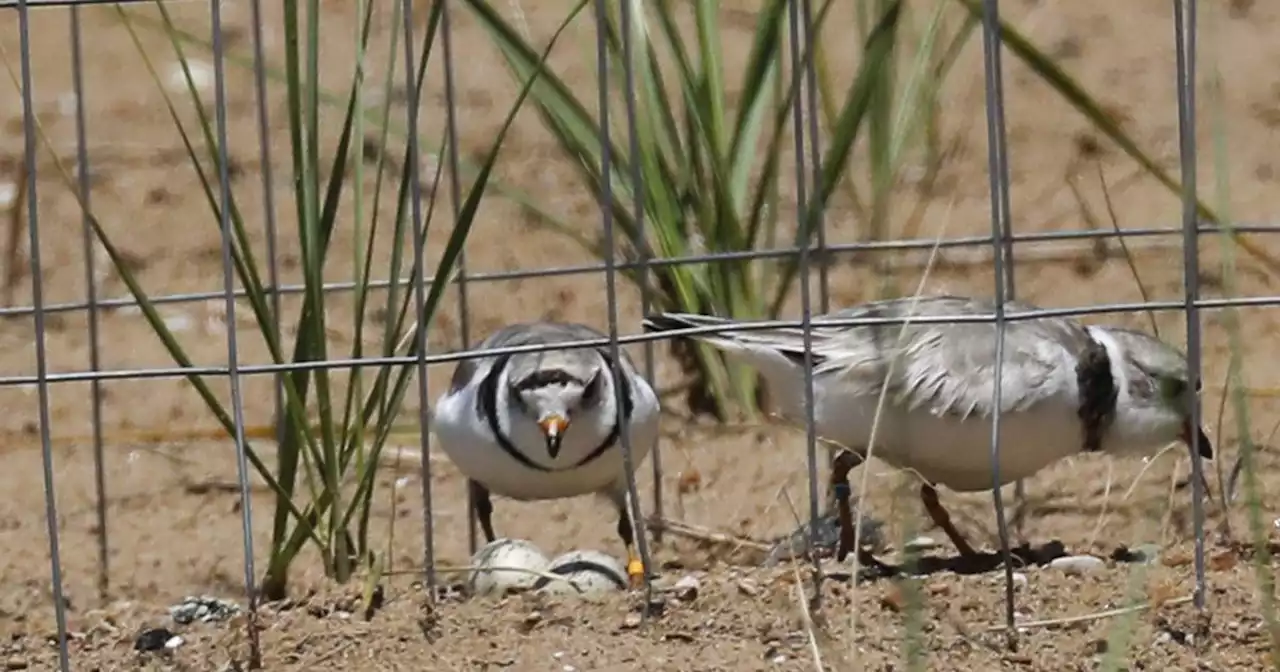 Piping plovers in Chicago: How the ‘love story’ between Monty and Rose unfolded at Montrose Beach